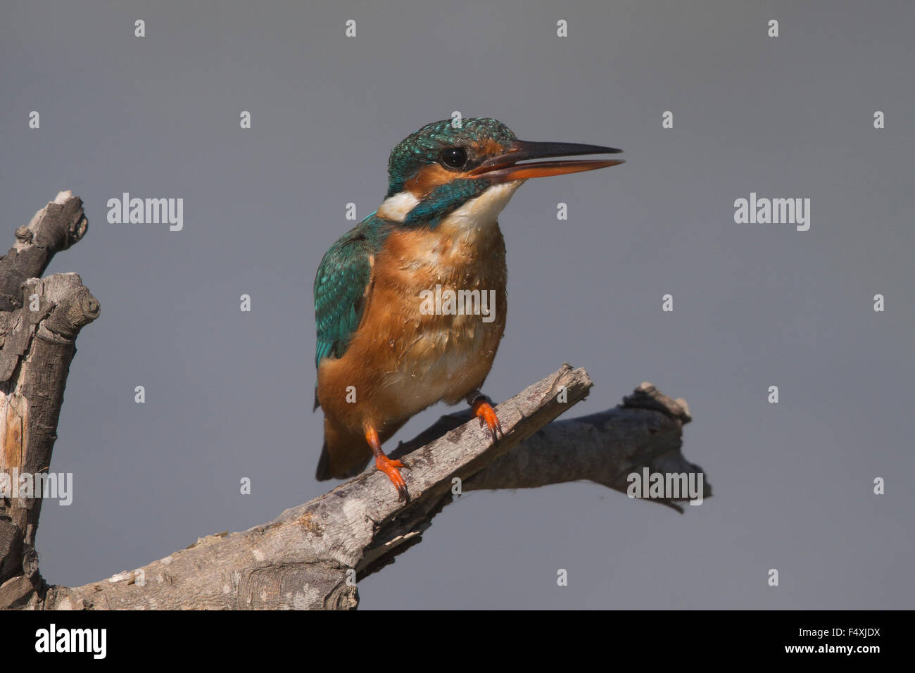 Eisvogel in Andalusien Stockfoto