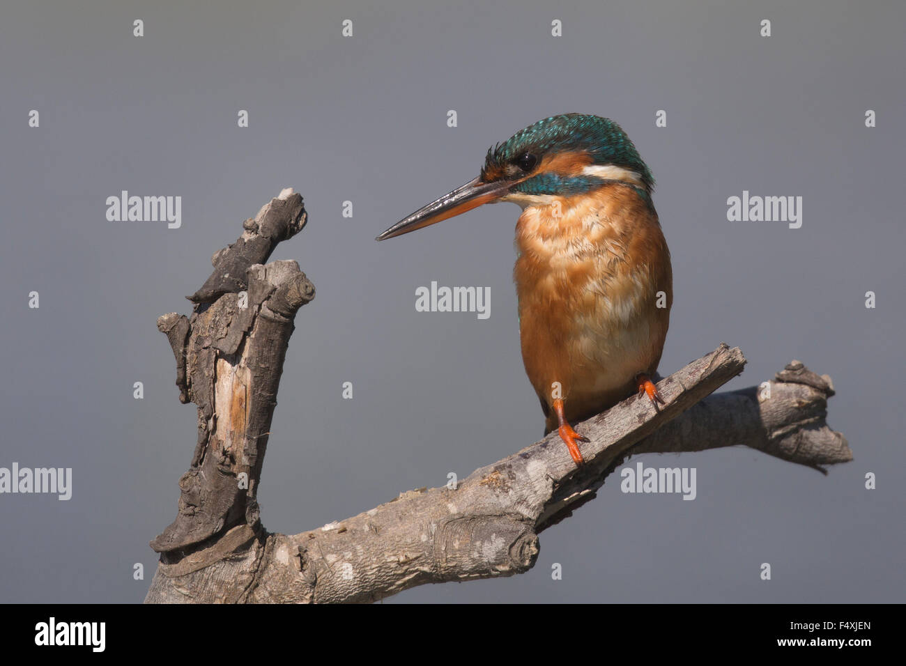 Eisvogel in Andalusien Stockfoto