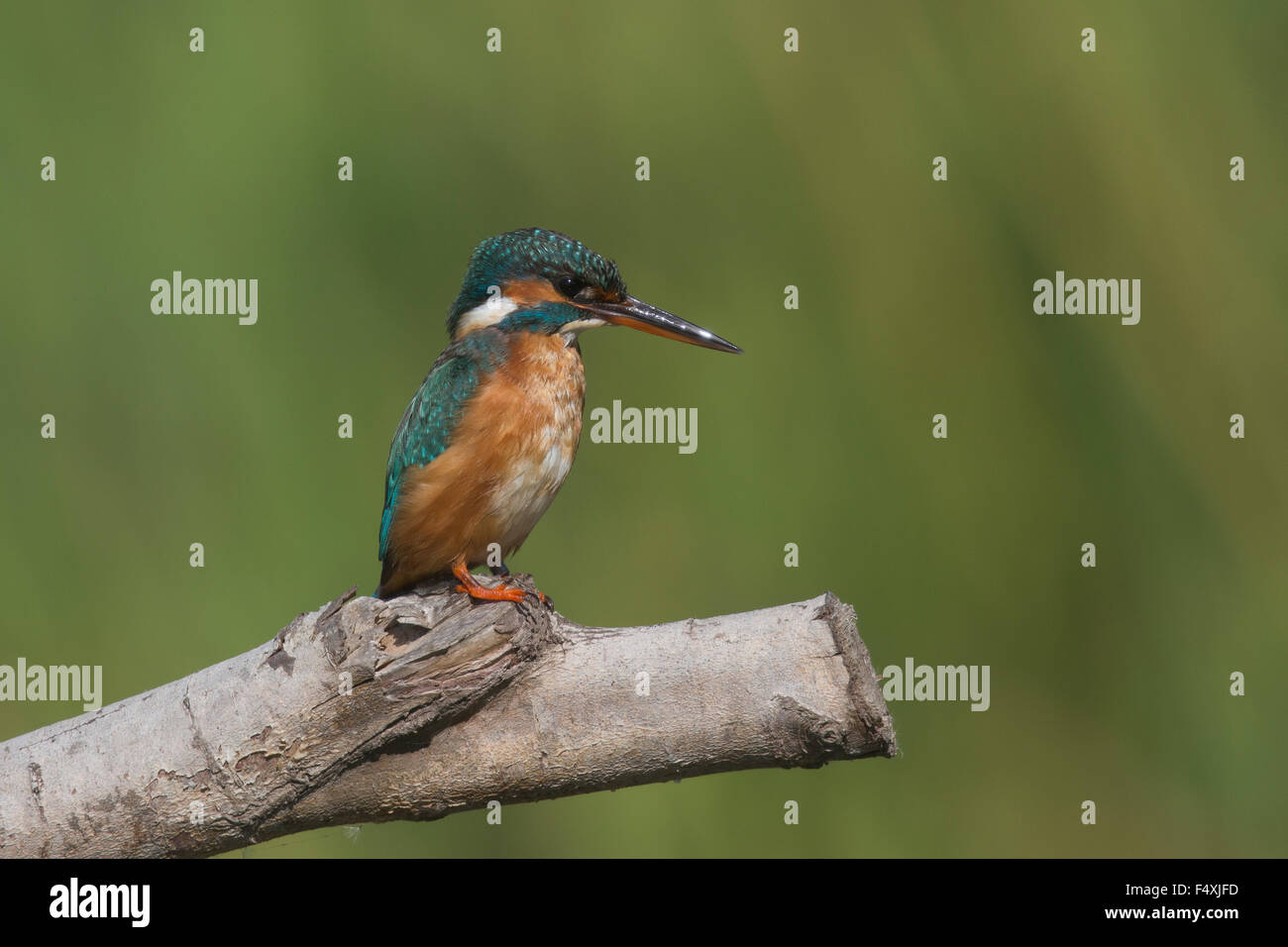 Eisvogel in Andalusien Stockfoto