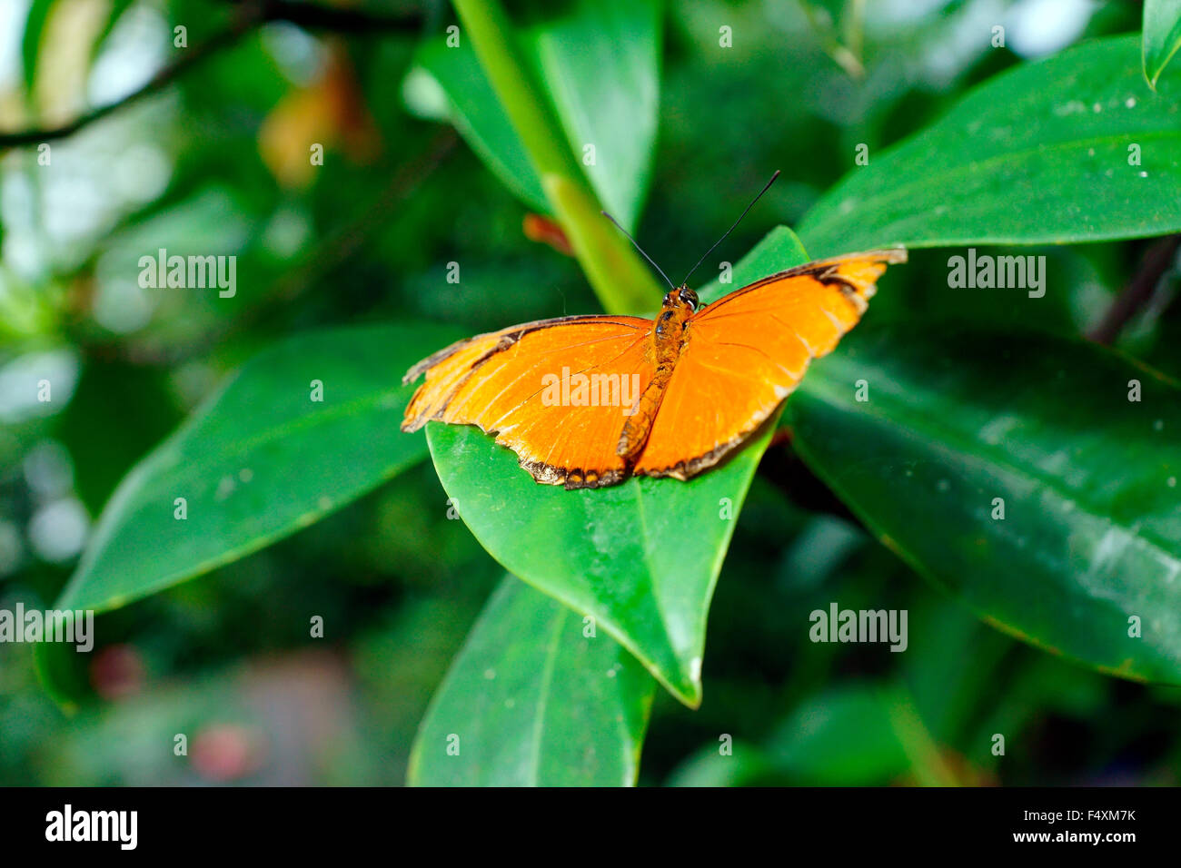SCHMETTERLING, JULIA, DRYAS IULIA, (JULIA HELICONIAN) Stockfoto