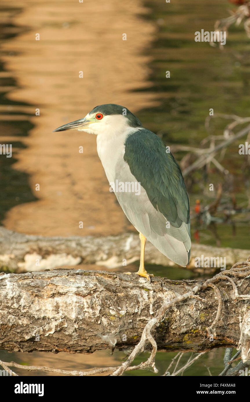 Schwarz-gekrönter Nachtreiher, Nycticorax Nycticorax, San Francisco, Kalifornien, USA Stockfoto