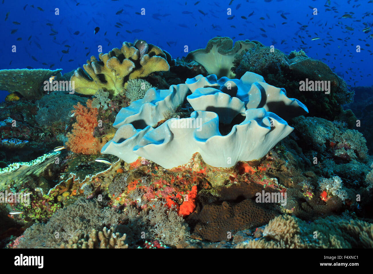 Bunte Korallenriff in Crystal Bay, Nusa Penida. Bali, Indonesien Stockfoto