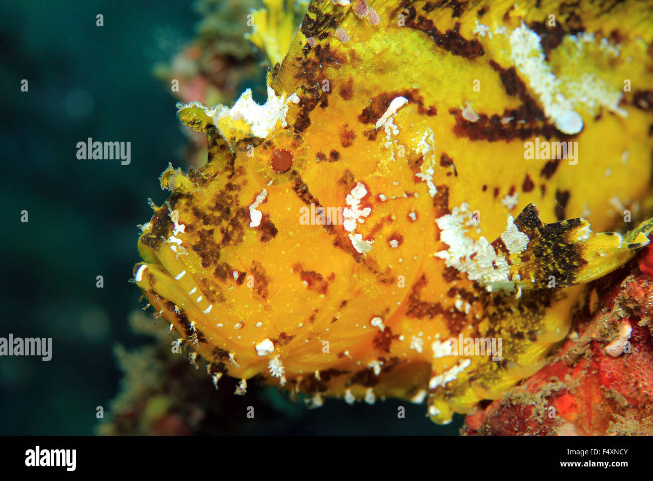 Nahaufnahme von einem gelben Blatt Drachenköpfe (Taenianotus Triacanthus, aka Schaukelfisch, Paperfish). Padang Bai, Bali, Indonesien Stockfoto
