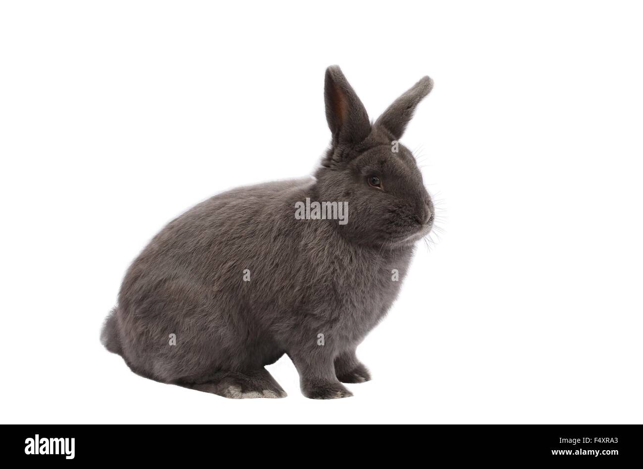 Reinrassige Vienna Glaucous Blau Hase auf weißem Hintergrund Stockfoto
