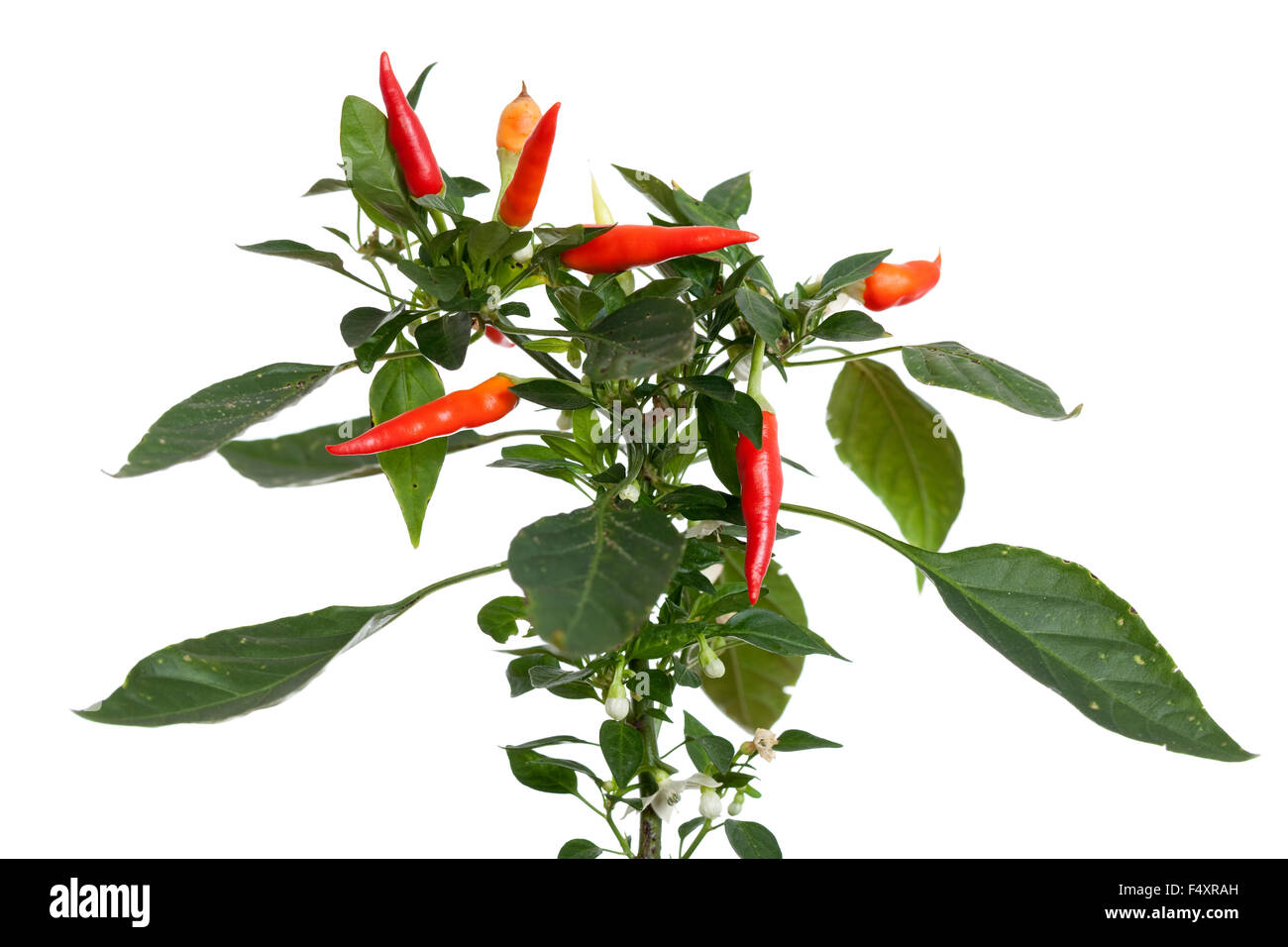 junger Sämling der Chilischote auf weißem Hintergrund Stockfoto