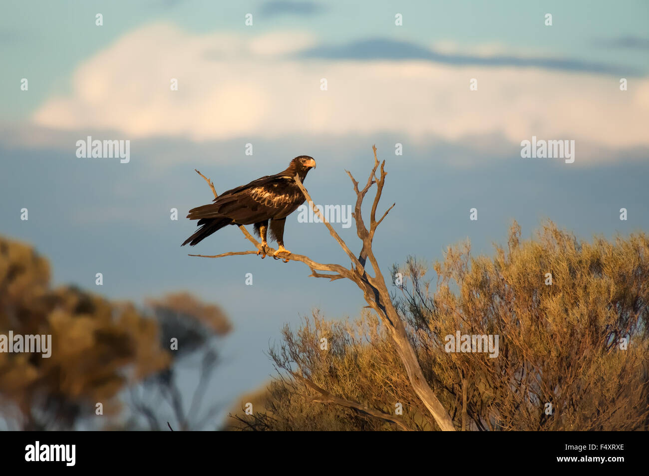 Wedge-tailed Eagle (Aquila Audax) große Victoria-Wüste, Australien. Stockfoto