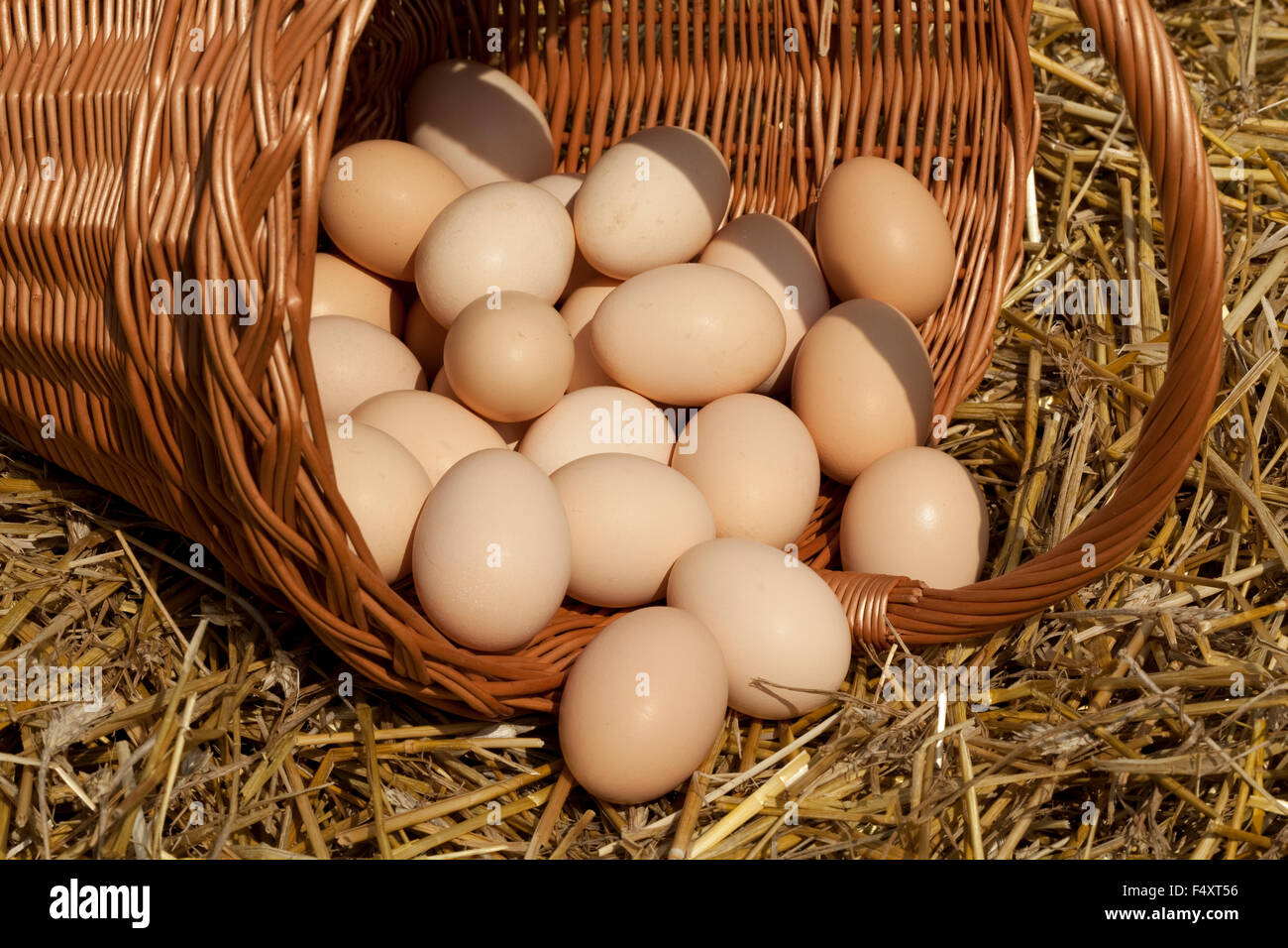 ein Großteil der Menge an Eiern Land auf Stroh in Korb Stockfoto