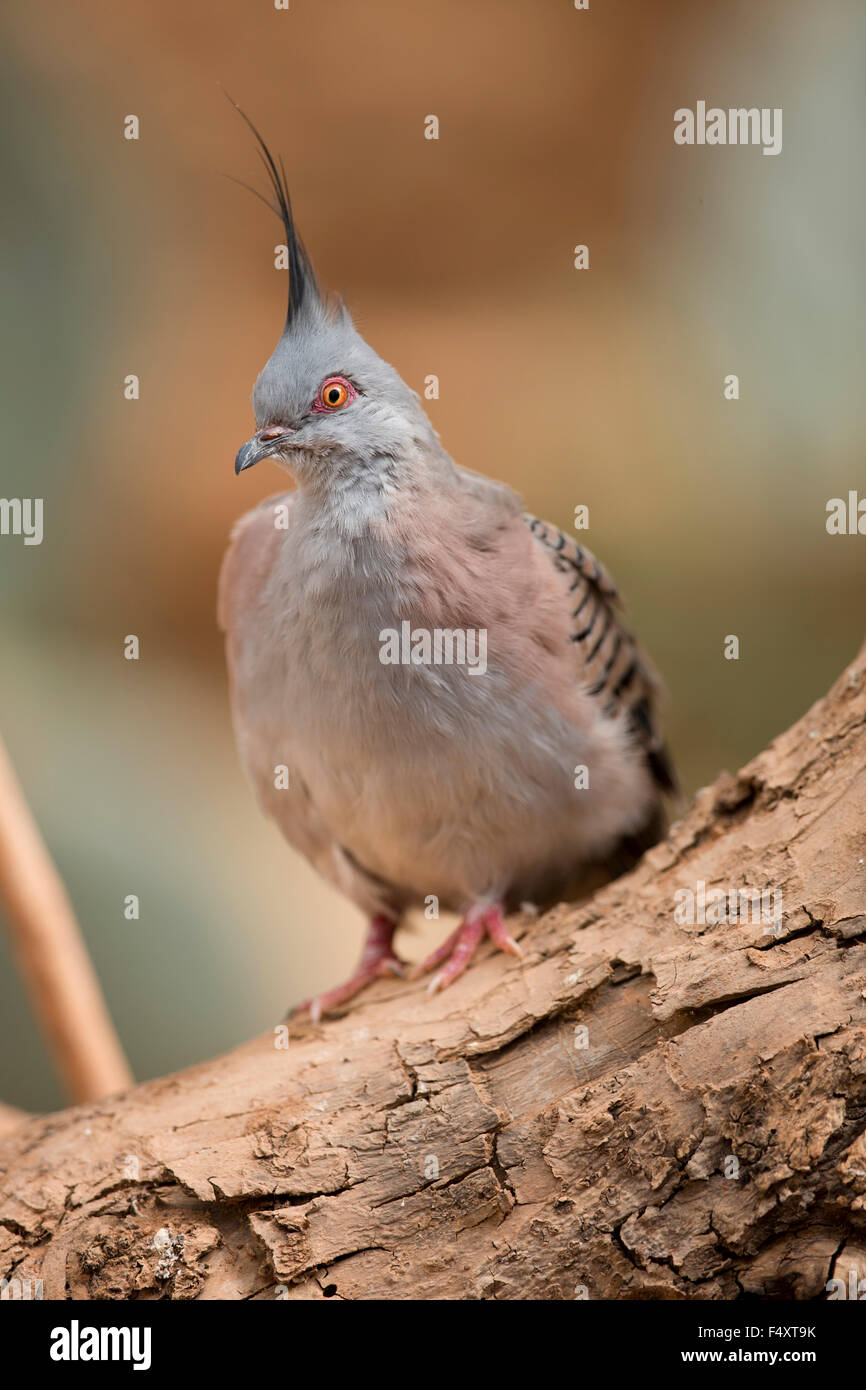 Crested Taube; Ocyphaps Lophotes Single; In Gefangenschaft; UK Stockfoto