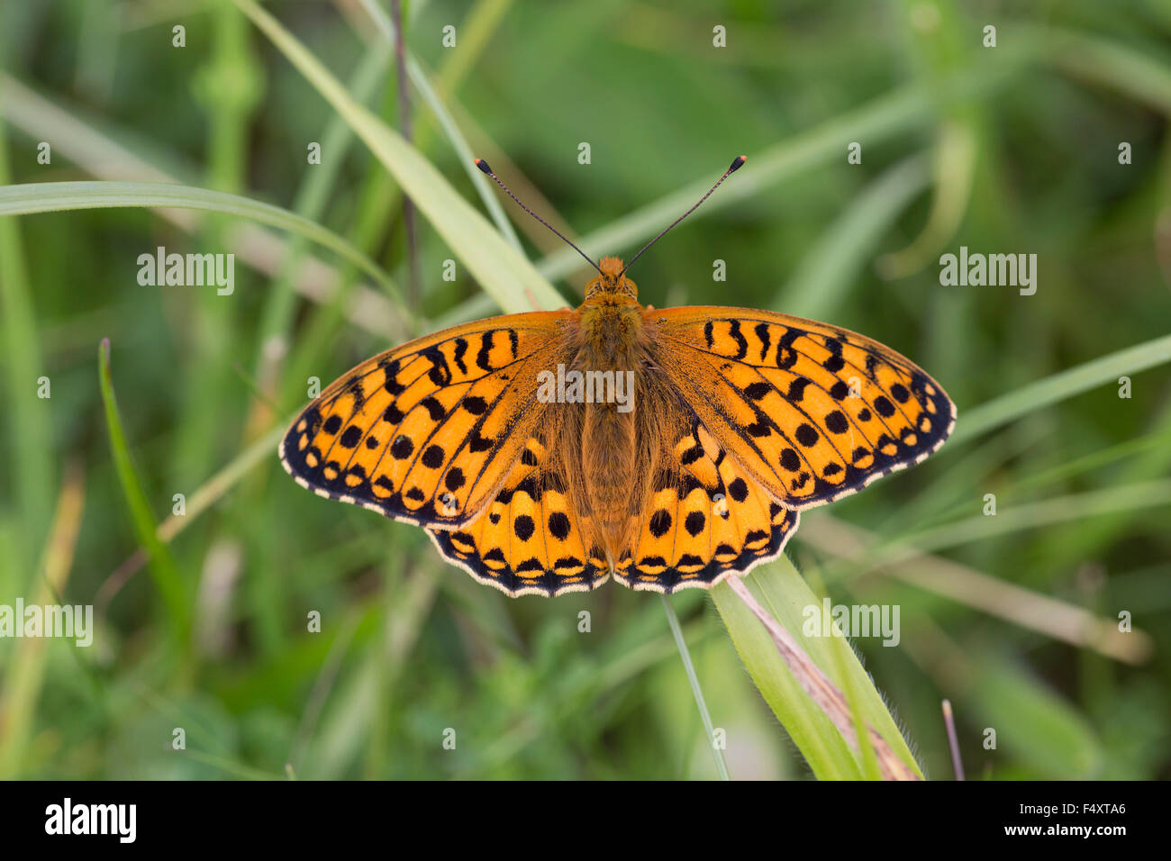 Dunkel grün Fritillary Butterfly; Mesoacidalia Aglaia Single; Cumbria; UK Stockfoto