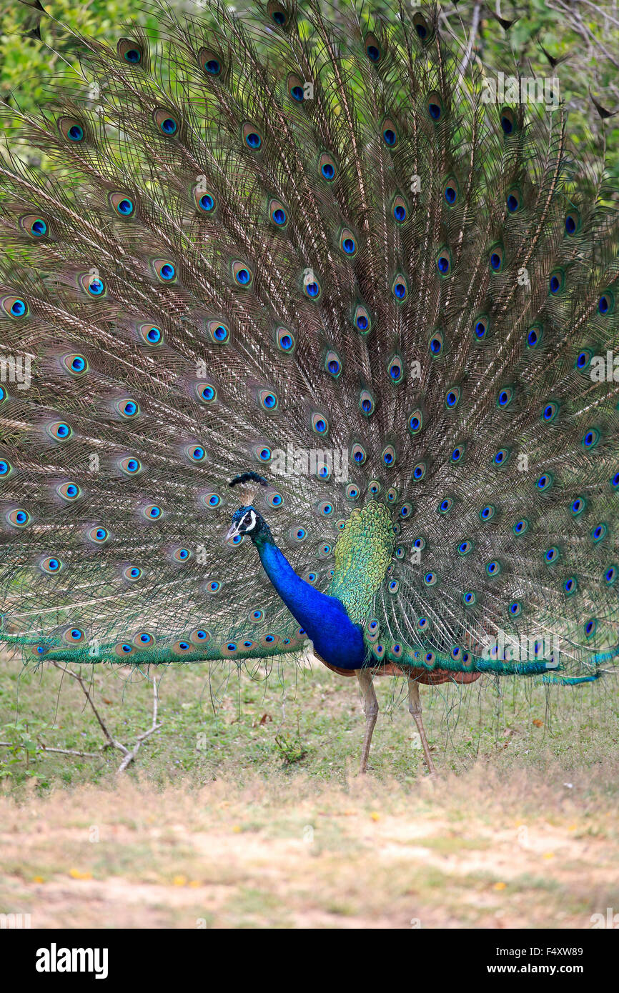 Indischen Pfauen oder blaue Pfauen (Pavo Cristatus), Erwachsene Pfau Verbreitung Federn, Balz, Bundala Nationalpark Stockfoto