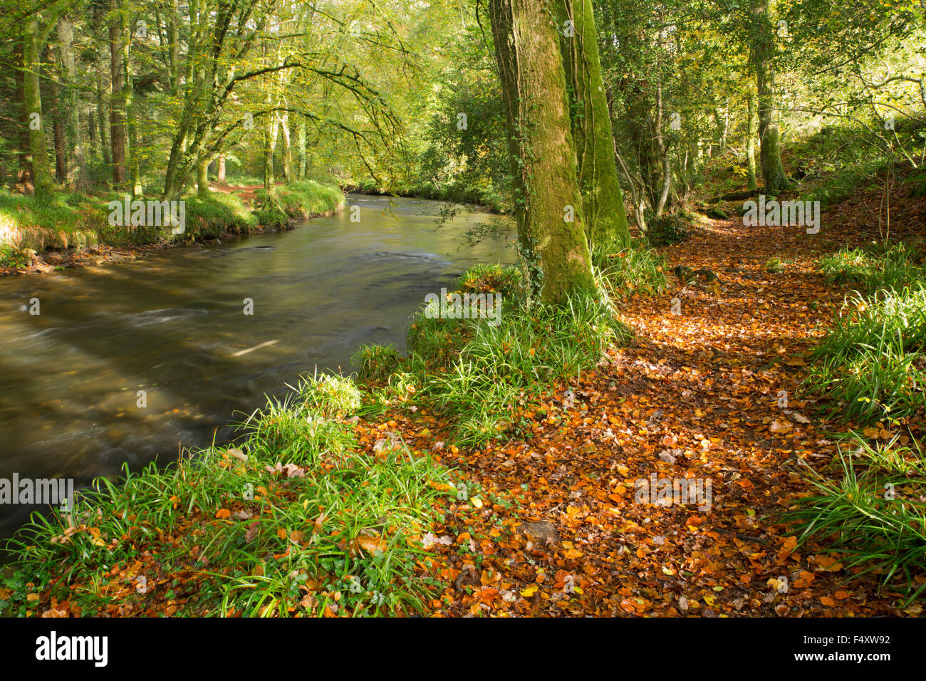 Fluss Camel; Schale Holz Bodmin; Cornwall; UK Stockfoto