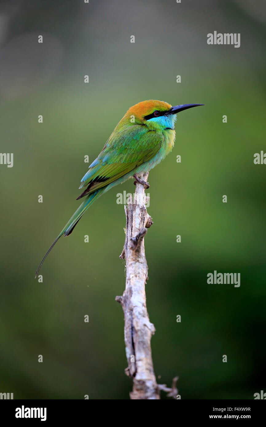 Grüne Bienenfresser (Merops Orientalis Ceylonicus), Erwachsene, sitzt auf einem Ast, auf der Suche, Bundala Nationalpark, Sri Lanka Stockfoto