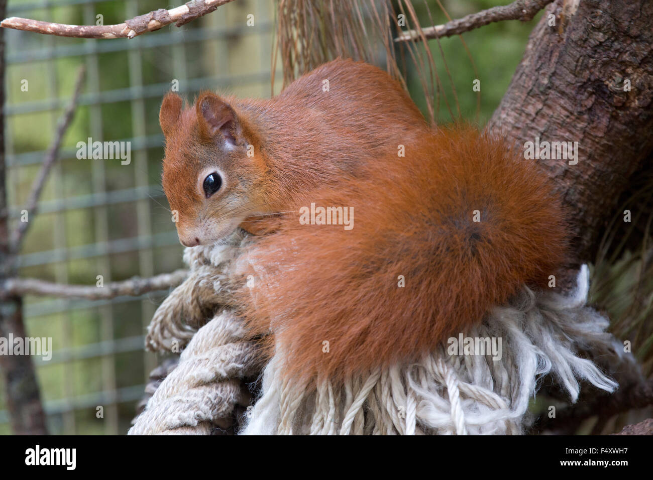 Eichhörnchen; Sciurus Vulgaris Trewithen; Cornwall; UK Stockfoto