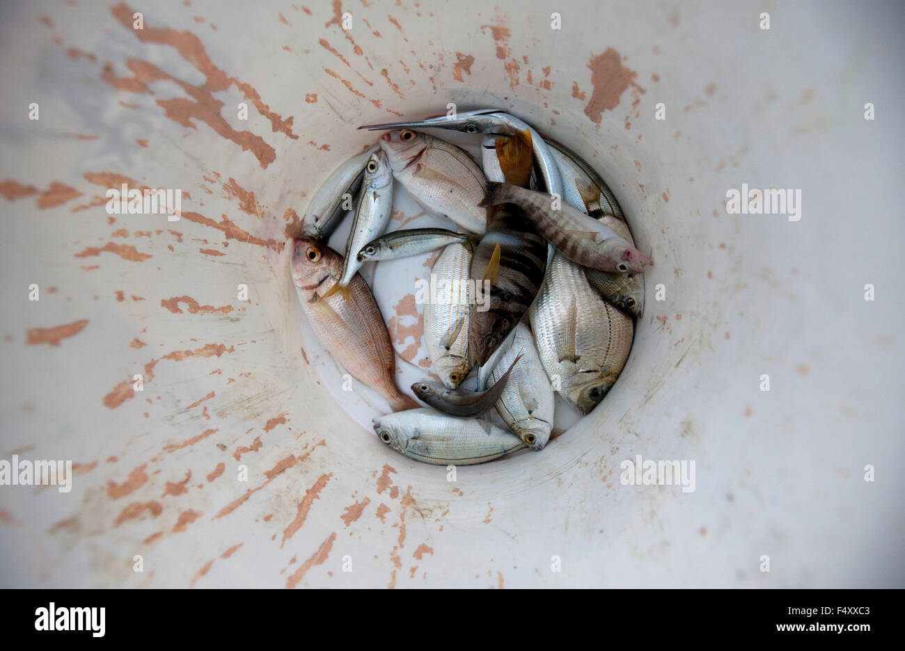 Einen frischen Fang der verschiedenen Fischarten, die Verlegung auf der Unterseite des Kunststoff-Eimer. Lemnos Insel, Griechenland Stockfoto
