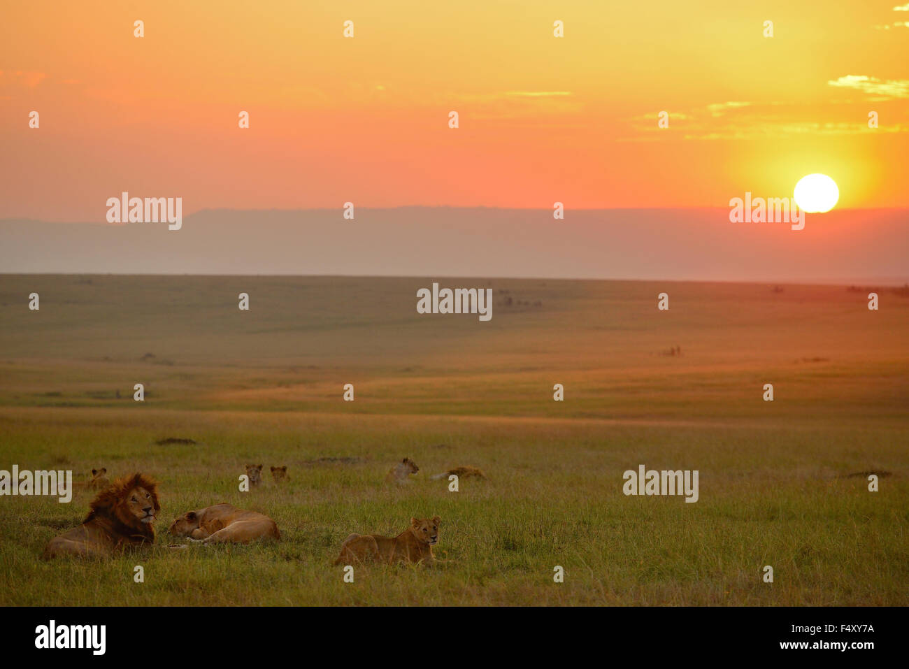 Löwe stolz und Sonnenuntergang! Stockfoto