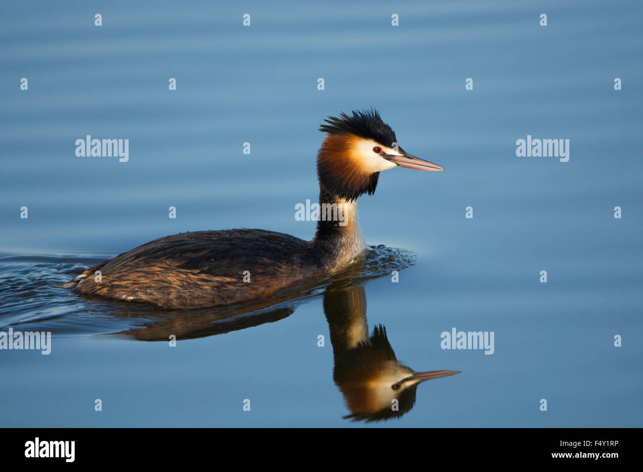 Ein Erwachsener Haubentaucher Schwimmen im schönen ruhigen blauen Wasser mit Reflexion. Rye Harbour Nature Reserve, East Sussex, UK Stockfoto