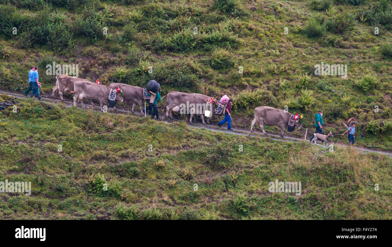 Alpabzug: Alpine Transhumanz in der Schweiz. Landwirte fahren ihr Vieh von den Almen ins Tal im Herbst. Stockfoto