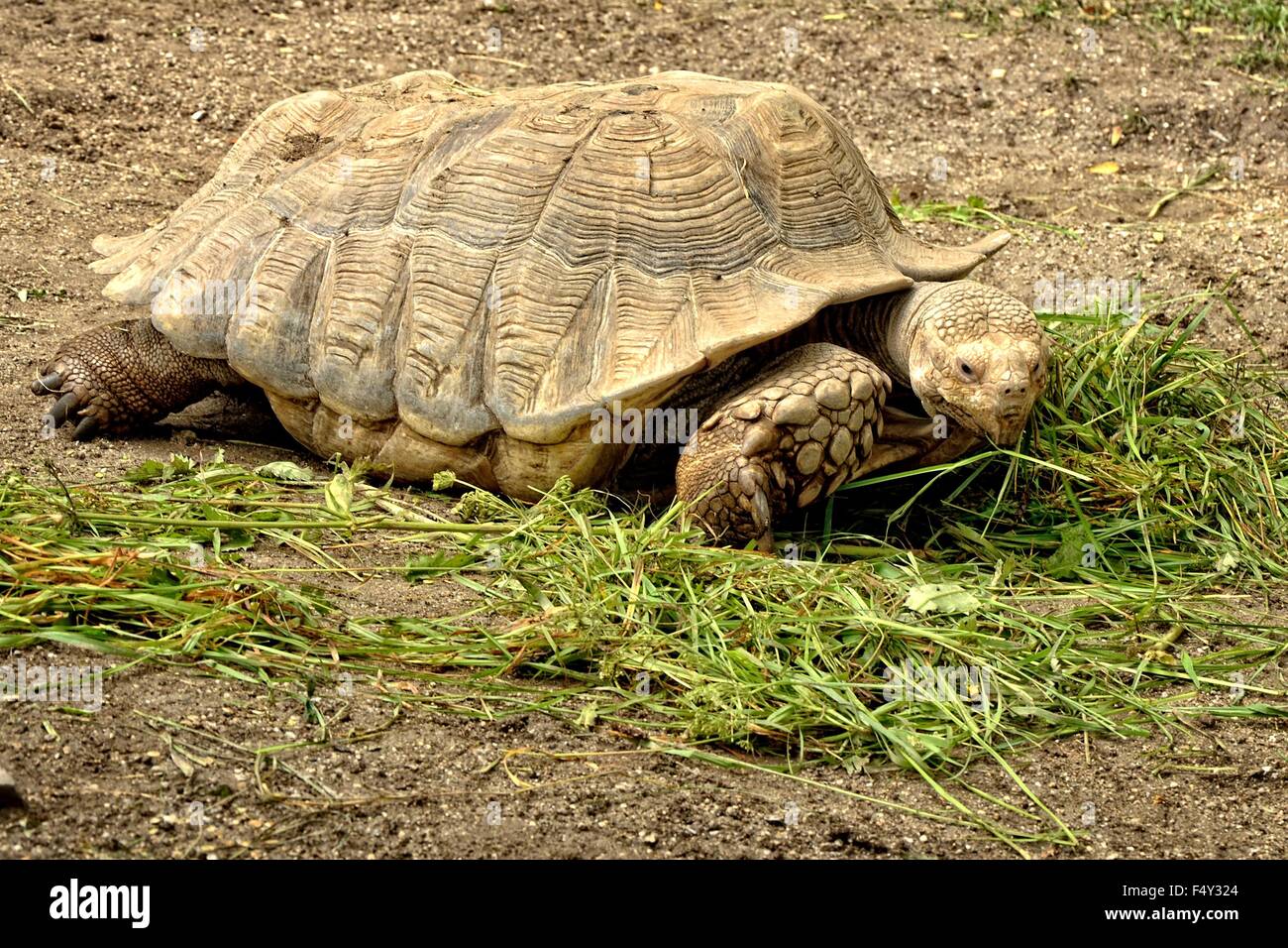 Nahaufnahme eines isolierten Schildkröte Stockfoto