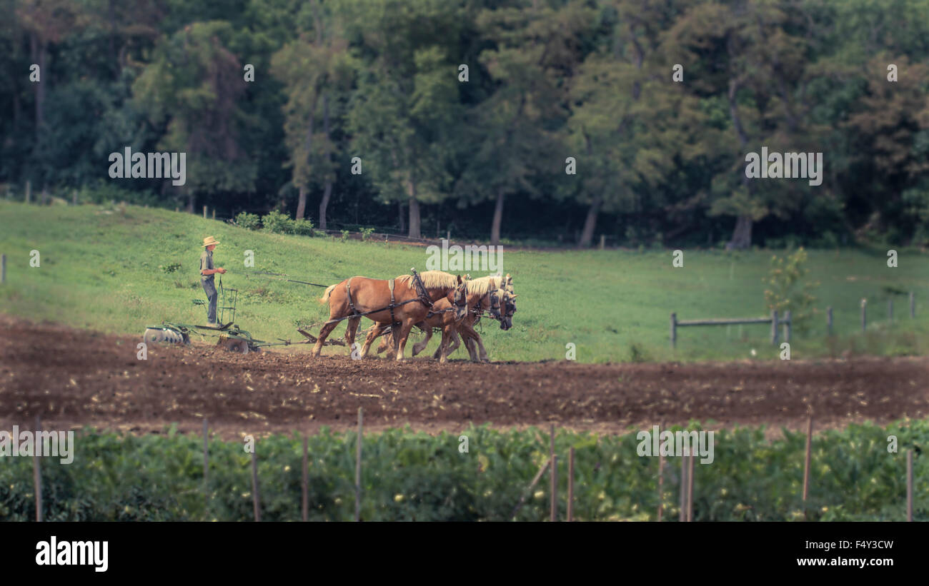 Amische junge mit Pferd gezogenen Pflug Stockfoto