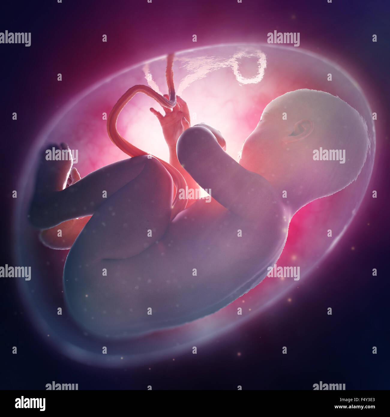 Menschlichen Fötus in der Gebärmutter Stockfoto