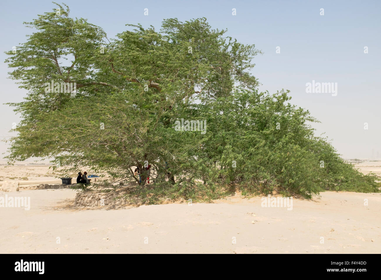 Baum des Lebens in der Wüste außerhalb von Manama Bahrain im Nahen Osten. Stockfoto