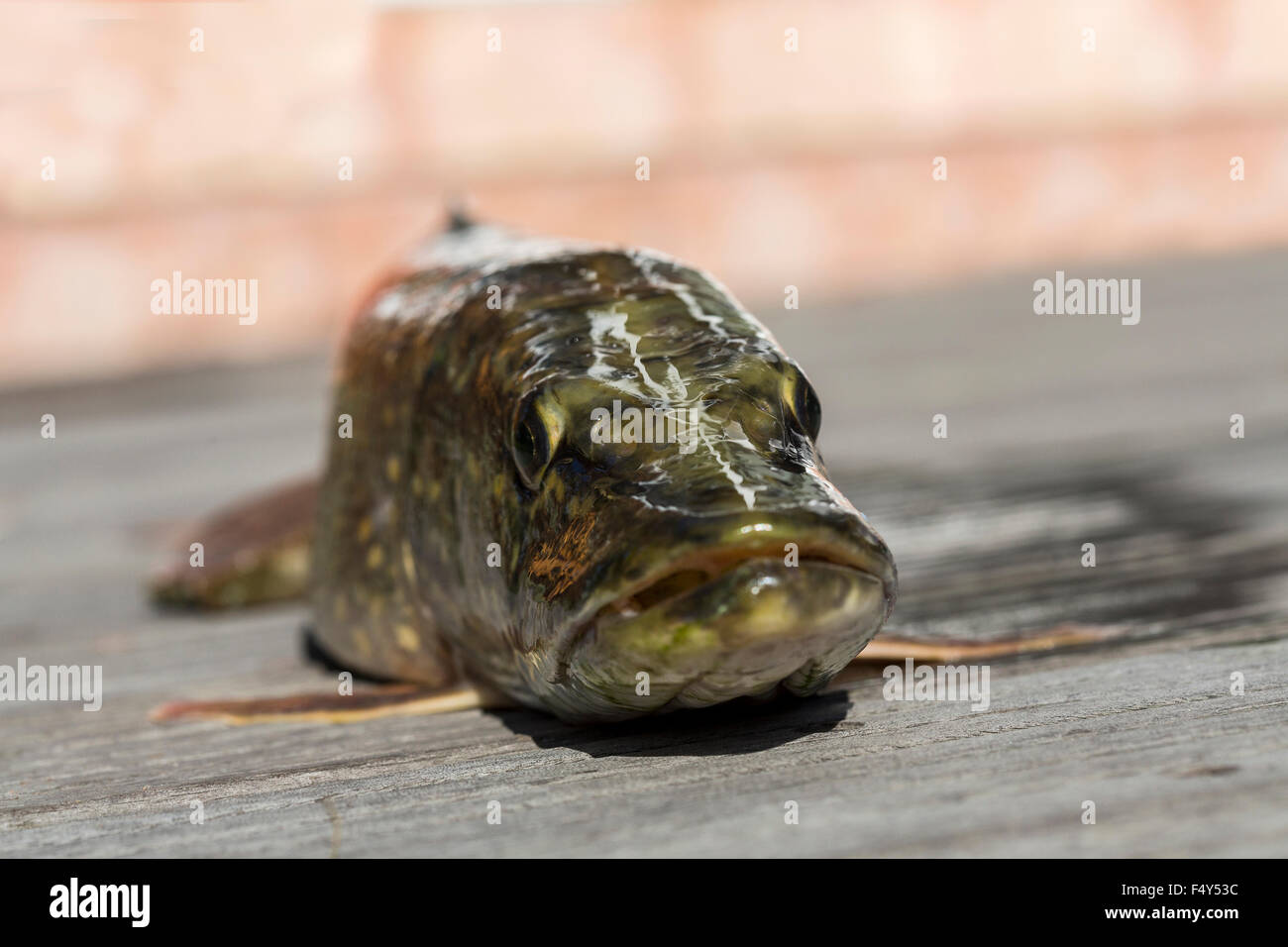 Hecht auf einem hölzernen Hintergrund. Stockfoto