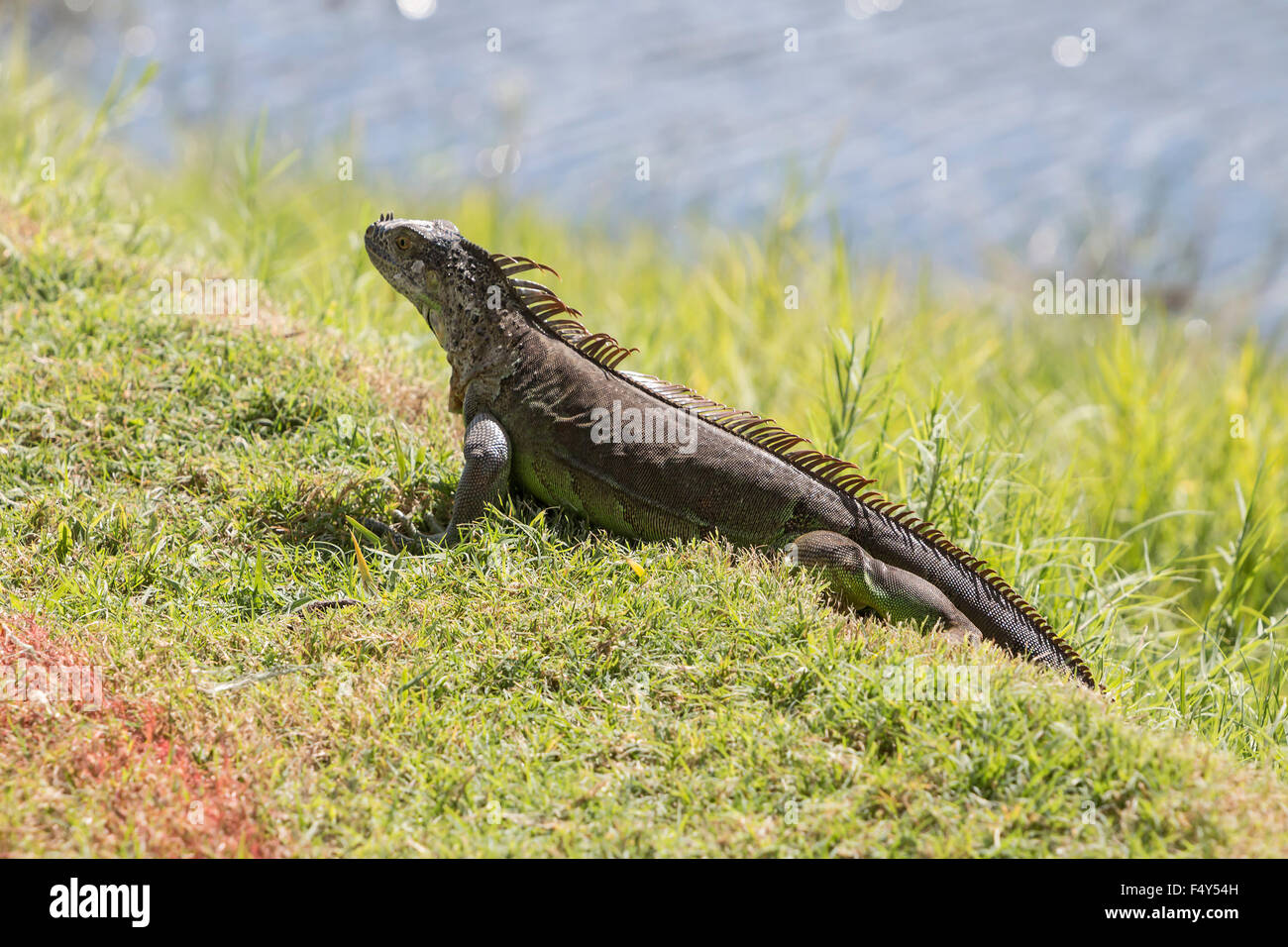 Leguan auf der Wiese. Ansicht von hinten. Florida. Stockfoto