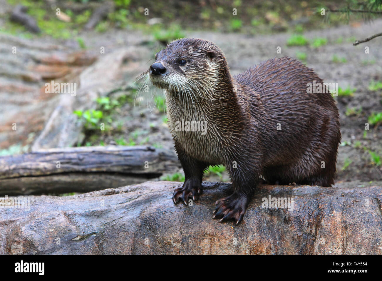 Braune Otter von der Kamera Weg suchen. Stockfoto