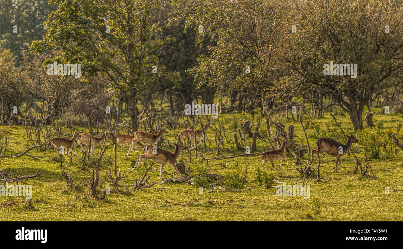 Herde Damwild im Naturschutzgebiet, Amsterdamse Waterleidingduinen, Bloemendaal, Nordholland, Niederlande ausgeführt. Stockfoto