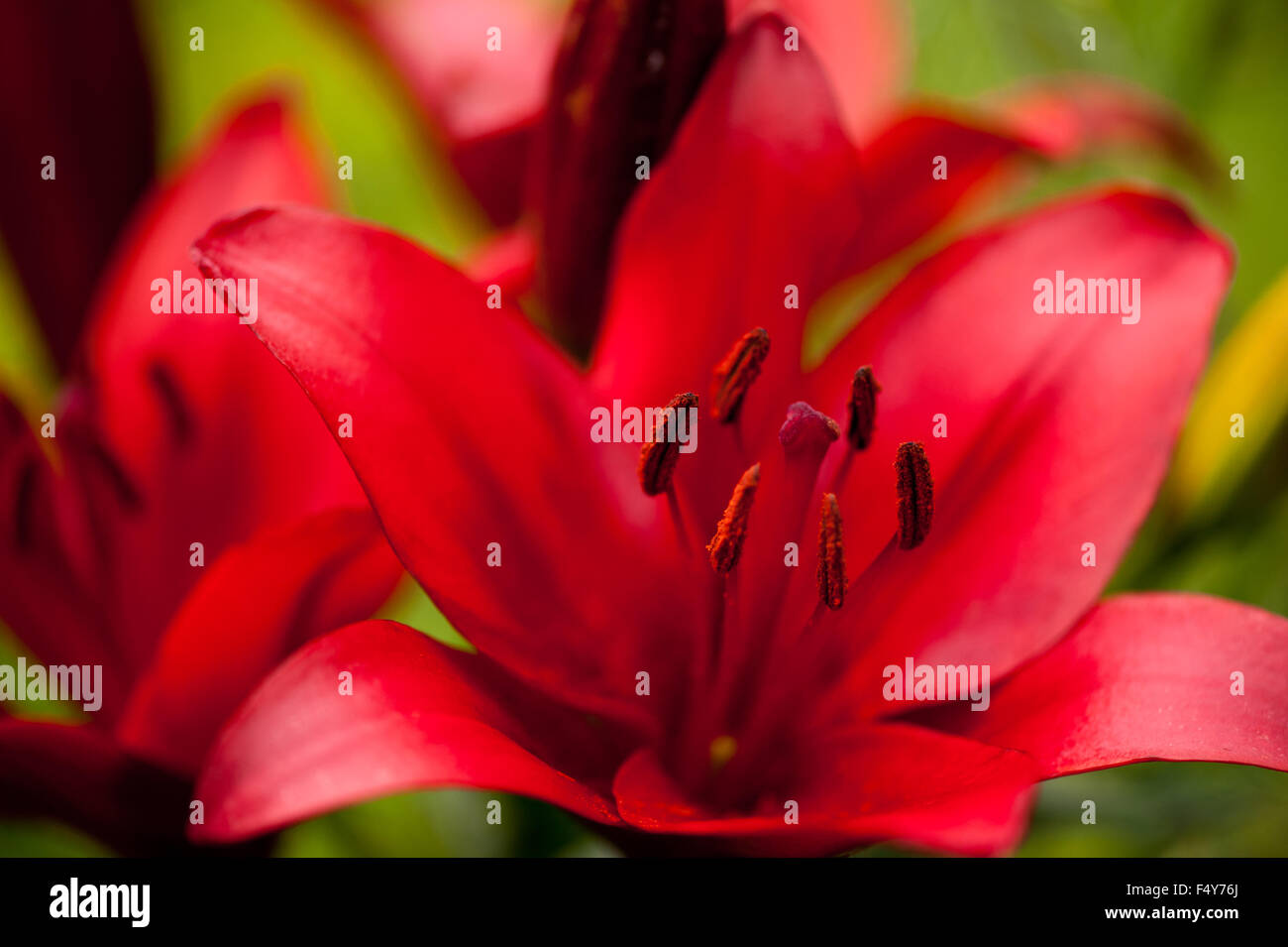 Red Lily Staubblätter Makro, große Blume sommergrüne mehrjährige Pflanze in der Familie Liliaceae, Blumen wachsen in Polen, Europa, Blüte Stockfoto
