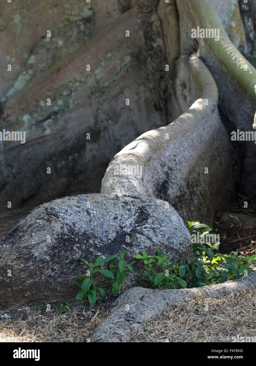 Älteste Ceiba Baum auf Vieques Island. Stockfoto