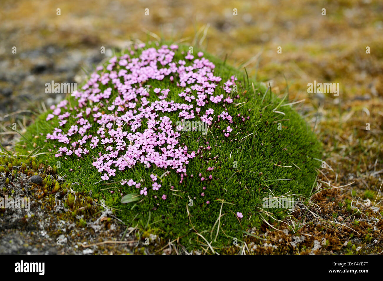 Arktis, Spitzbergen, Faksevagen. Cluster von blühenden Moss Campion. Stockfoto