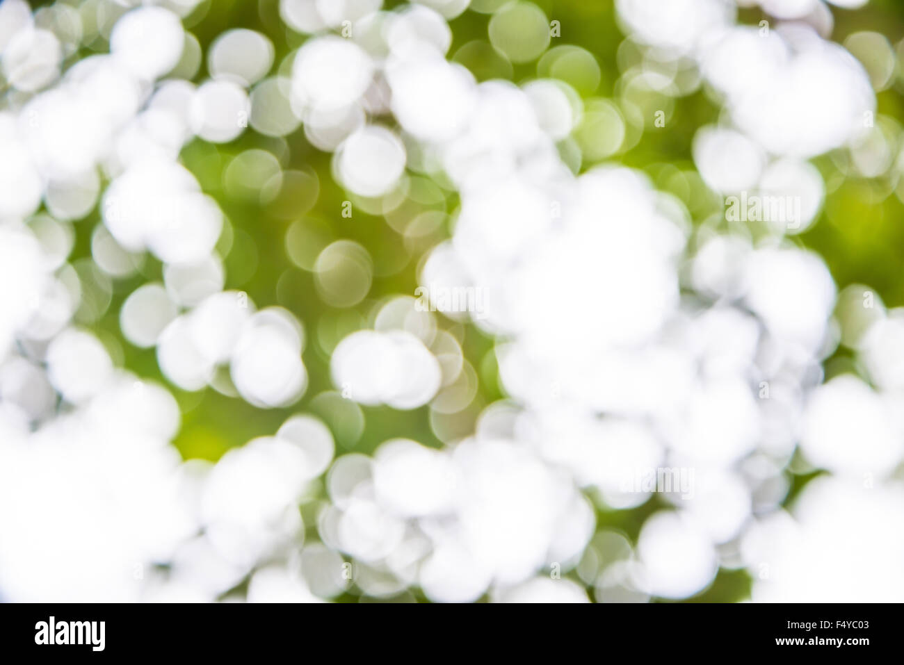 Vergrößern Sie Schuss aus Fokus grüner Baum für den Hintergrund. Bokeh Stockfoto