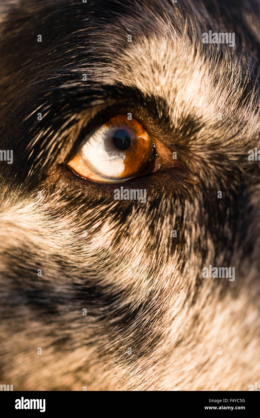 Tiere im Auge ist halb weiß und braun für einen intensiven Blick Stockfoto