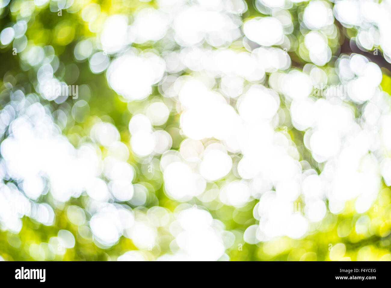 Vergrößern Sie Schuss aus Fokus grüner Baum für den Hintergrund. Bokeh Stockfoto