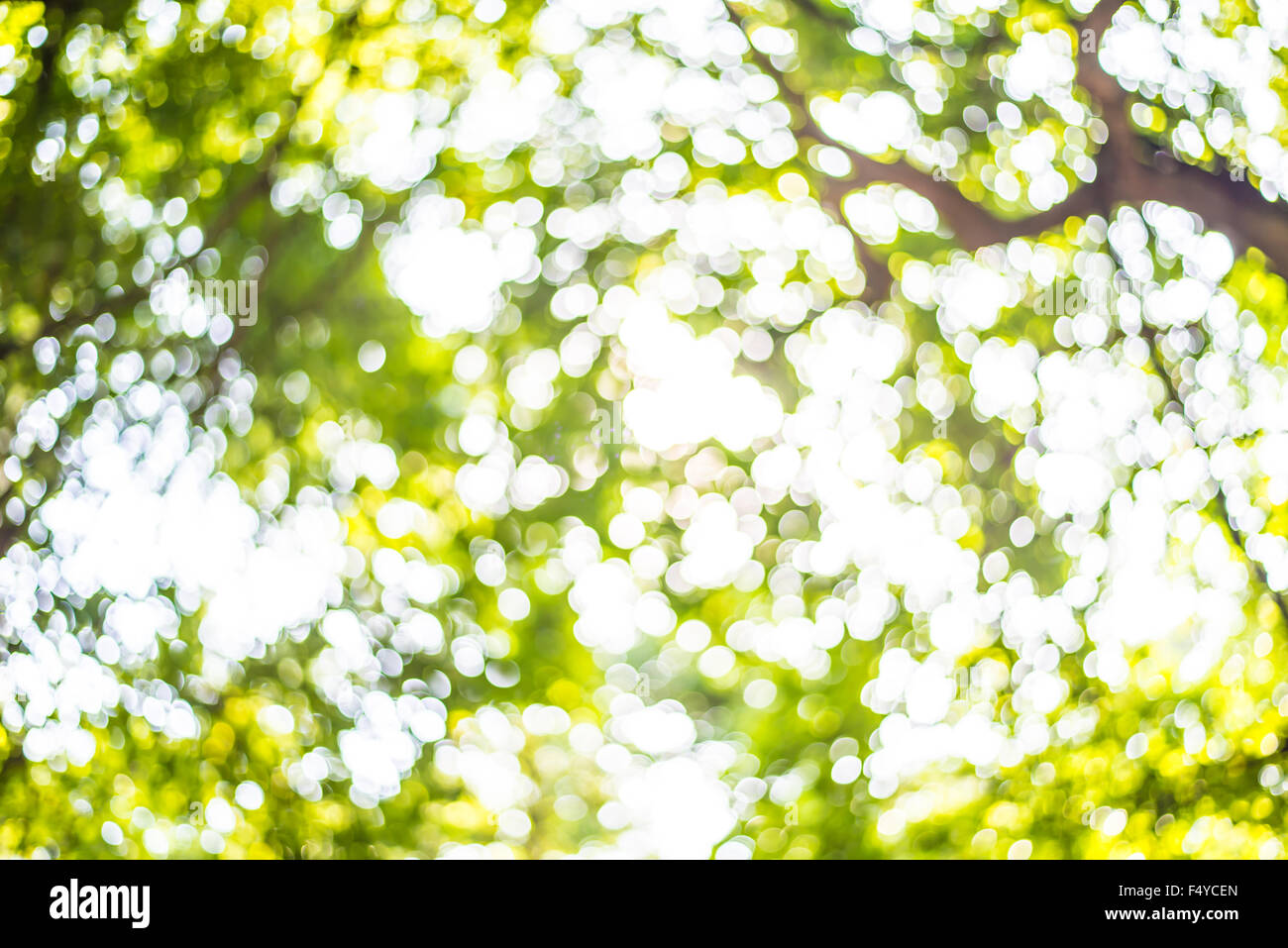 Vergrößern Sie Schuss aus Fokus grüner Baum für den Hintergrund. Bokeh Stockfoto