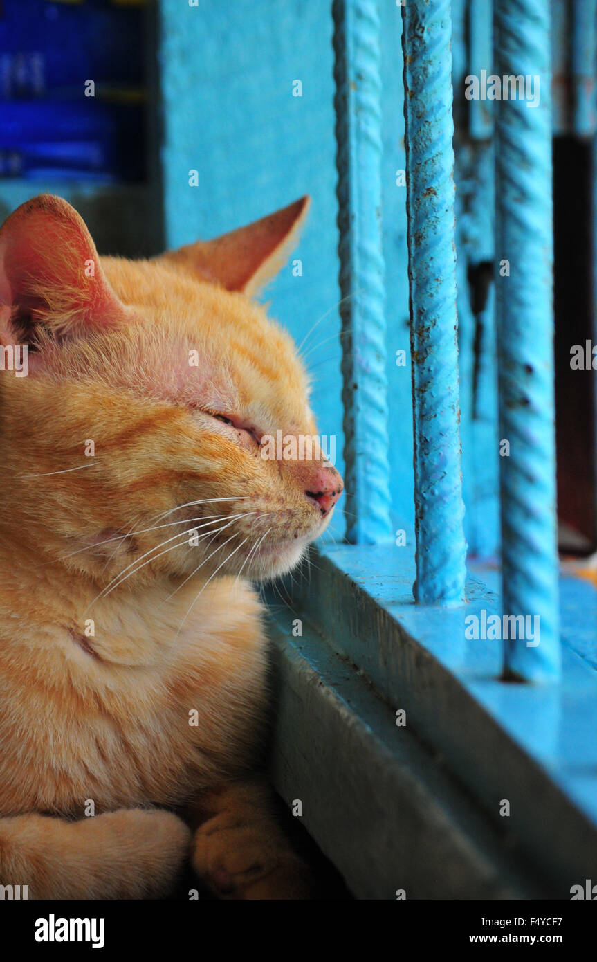 Schläfrige Katze aus Fenster zu schauen. Stockfoto