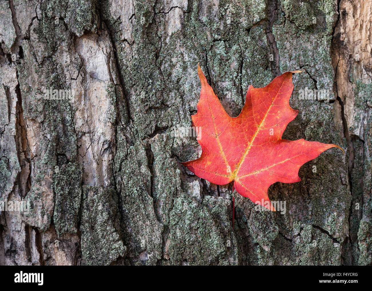 Roter Herbst Ahornblatt gegen Baumrinde Stockfoto