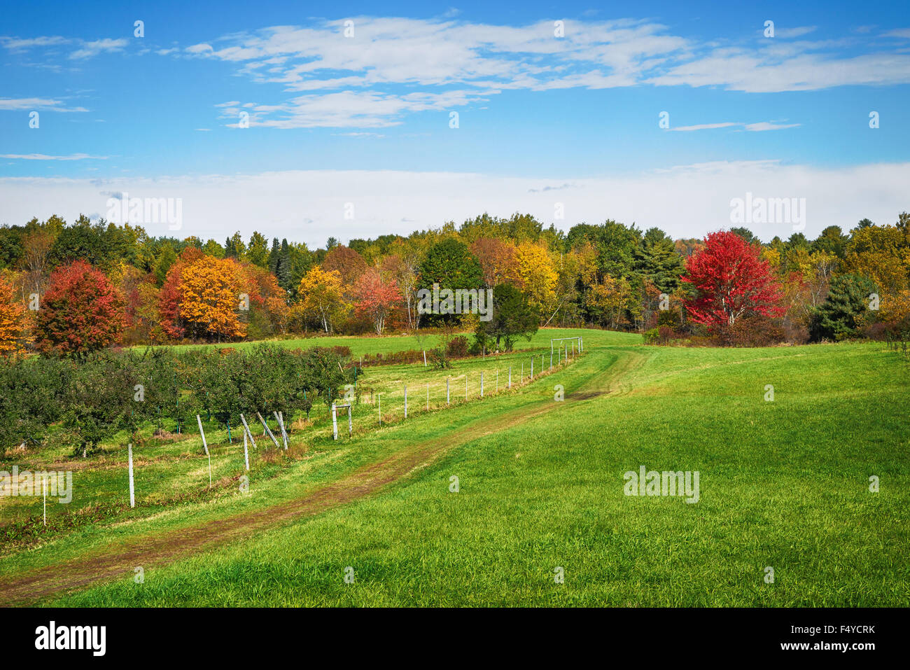 Herbstliche Landschaft in Neuengland Apfelgarten Stockfoto