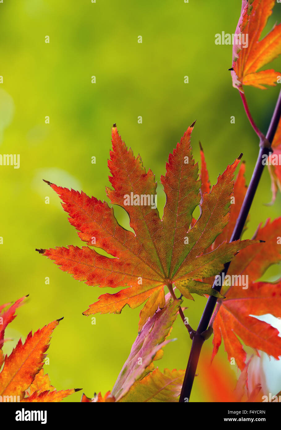 Nahaufnahme des japanischen Ahorn Baum Blätter mit roten Herbstfarben Stockfoto