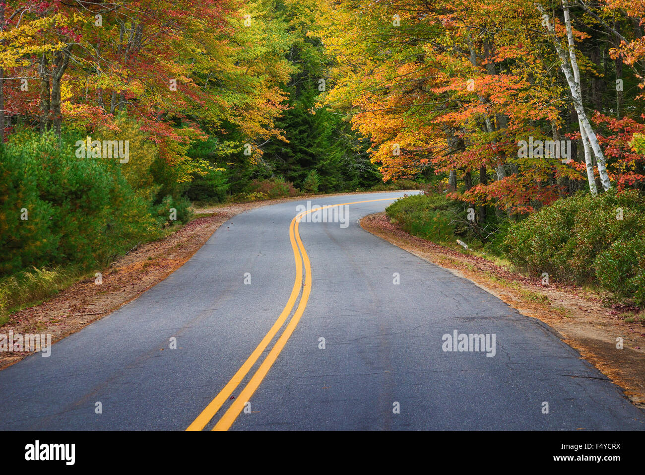 Kurvenreiche Straße Kurven durch farbenfrohe Herbst Bäume in Neu-England Stockfoto