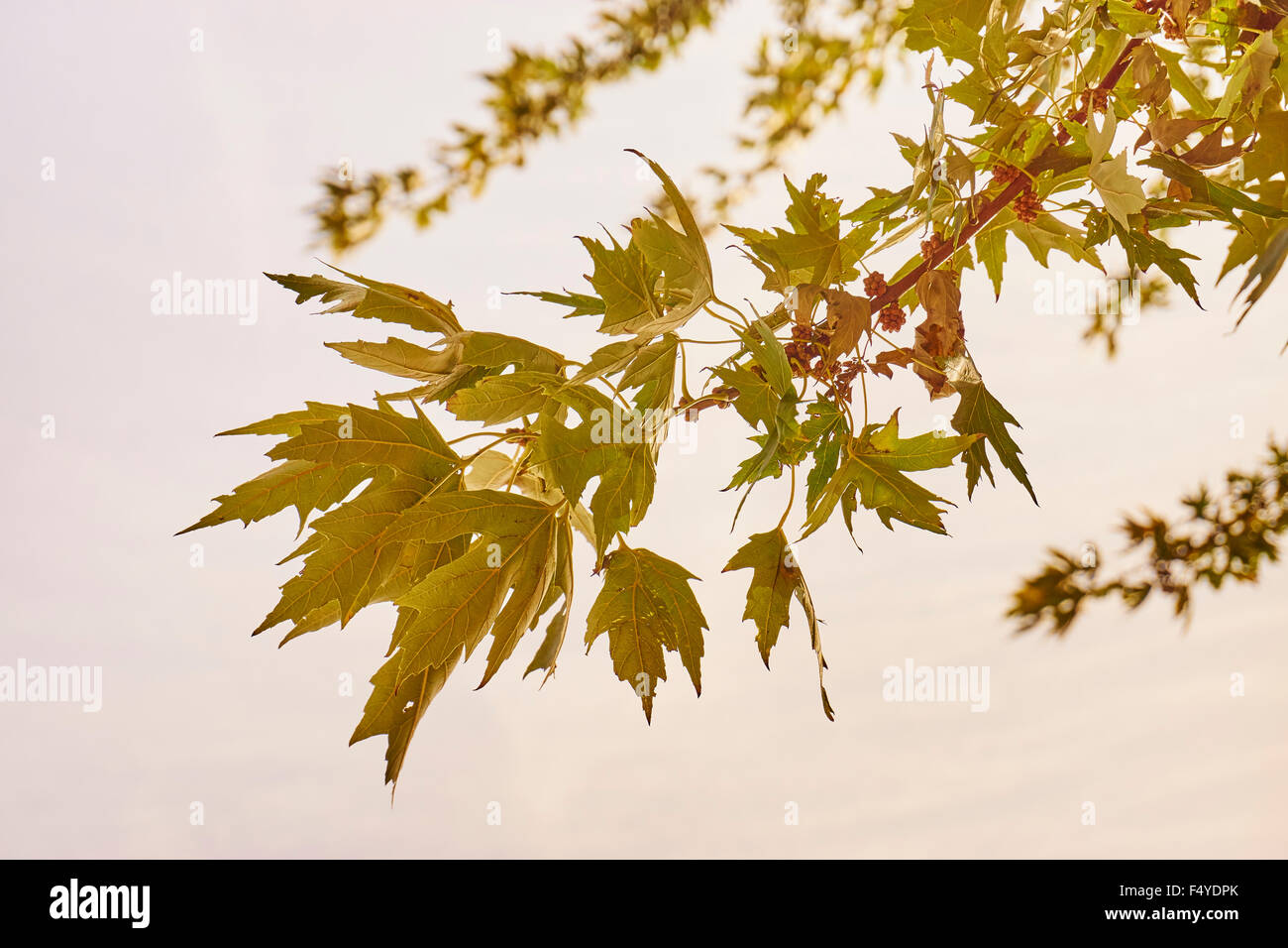Nahaufnahme Detail der Ahornbaum im Herbst, Pennsylvania, USA Stockfoto
