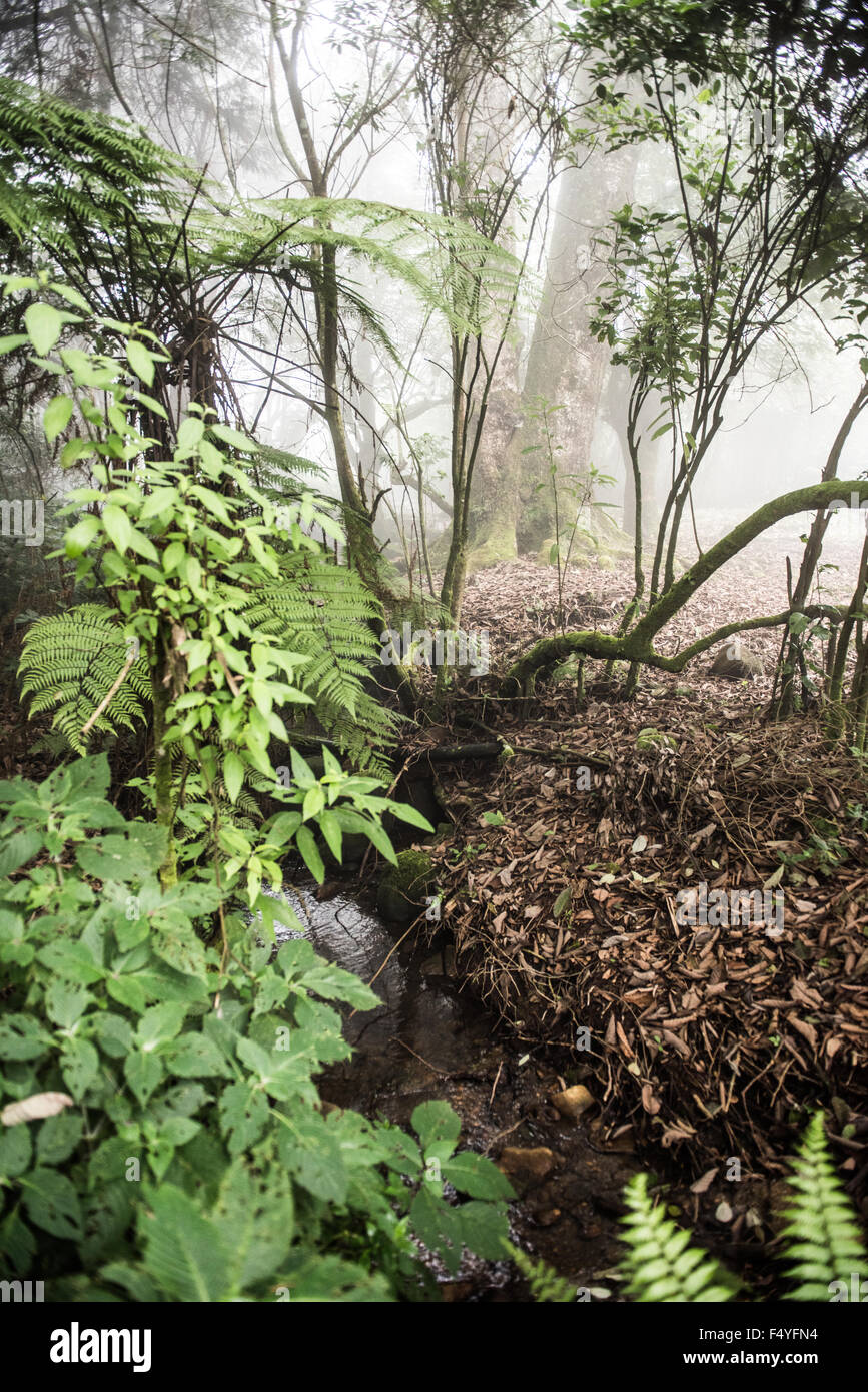 Blick auf den üppigen grünen Wald innerhalb der ersten und berühmtesten Eravikulam Nationalpark in Kochi, Kerala. Mehrere Bäume gesehen Stockfoto