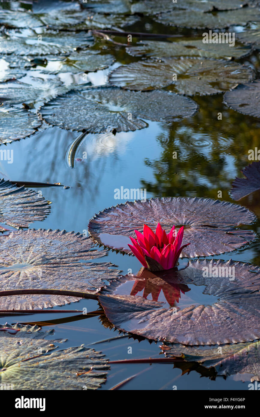 Einzigen rosa exotische Seerose in tropischen Teich Tobago Stockfoto