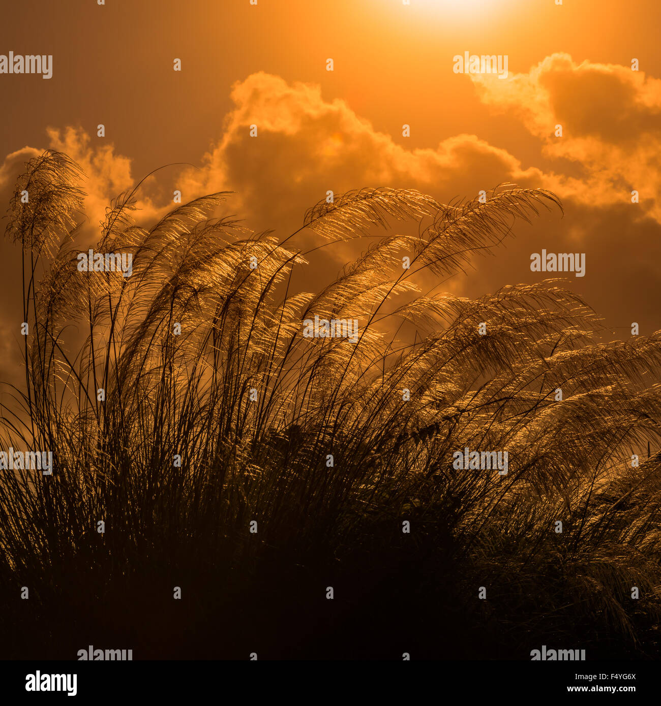 Hohen Pampa gegen hellen Sommer Sonnenlicht Tobago quadratisch Stockfoto