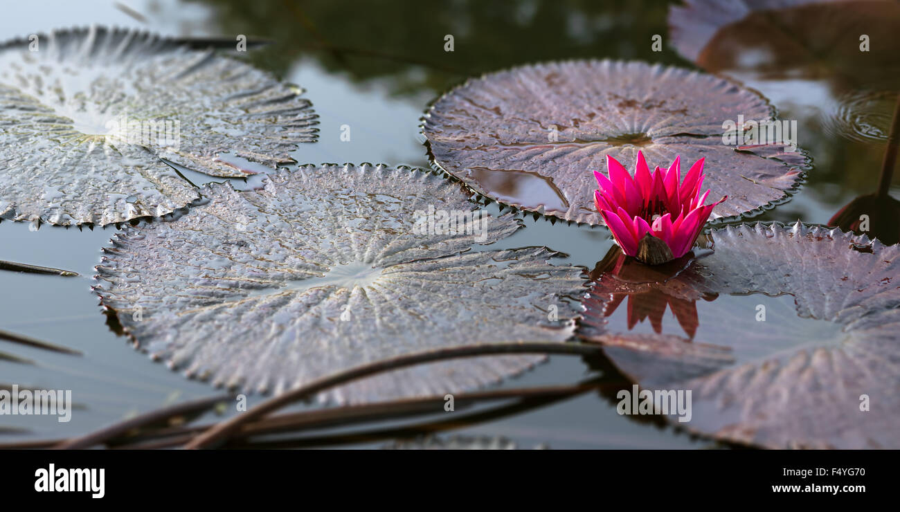 Rosa exotische Seerosen in tropischen Teich Tobago quadratisch Stockfoto