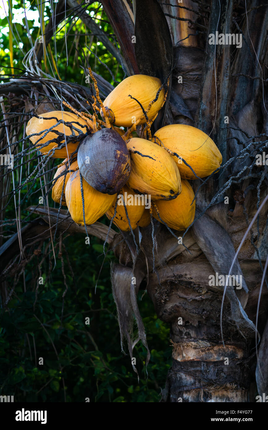 Alte Reife Kokosnuss-Palme mit gelben Haufen Kokosnüsse Stockfoto