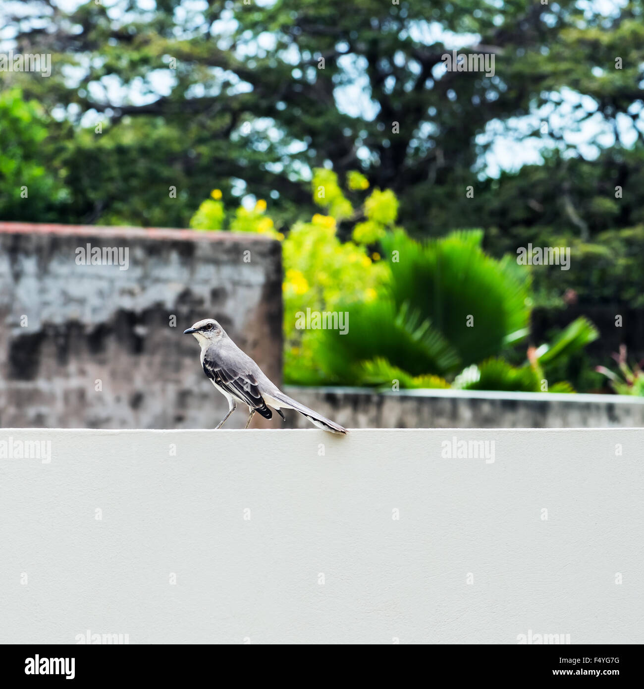 Tropischer spöttischen Vogel ruht auf der Wand quadratische Zusammensetzung Stockfoto