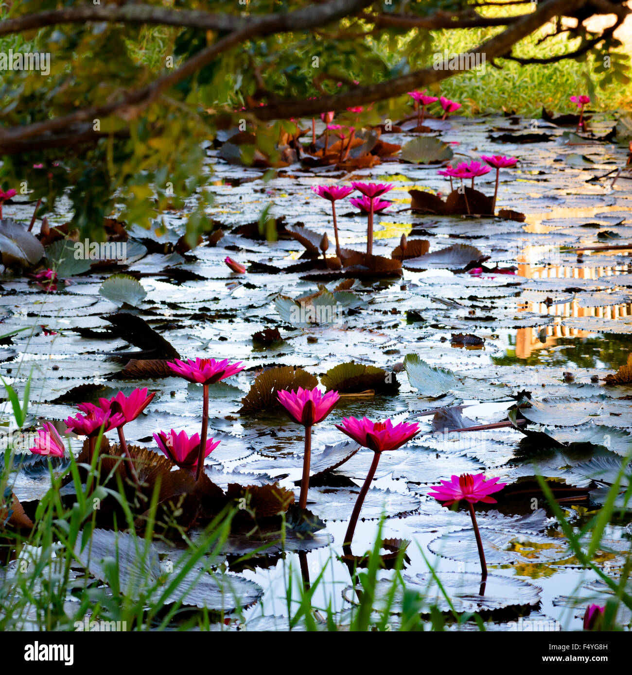 Rosa Lilien in einem natürlichen Teich in Trinidad und Tobago quadratische Zusammensetzung Wasser Stockfoto