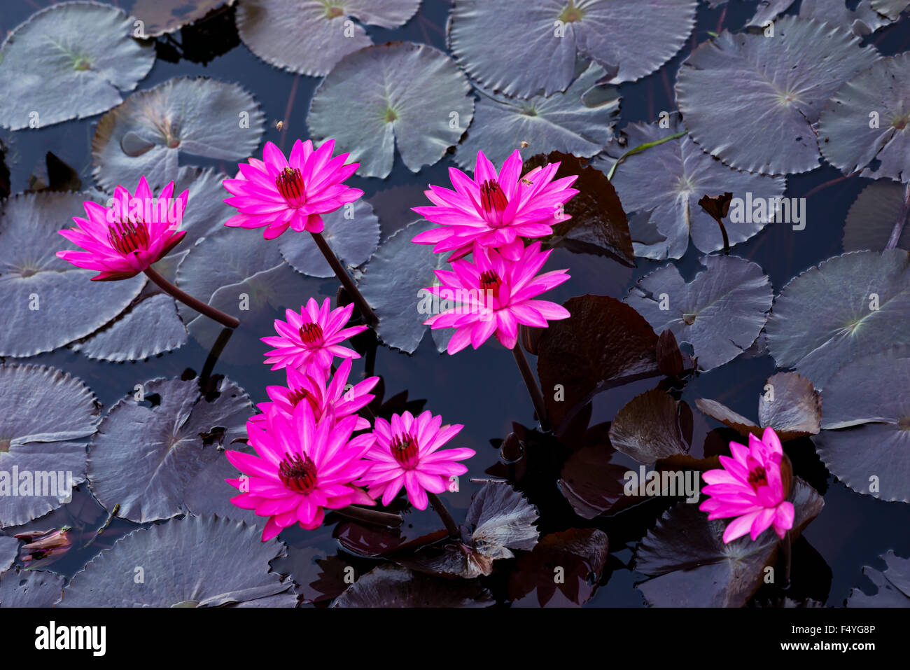 Rosa Wasser Lilien in einem natürlichen Teich in Trinidad und Tobago Stockfoto